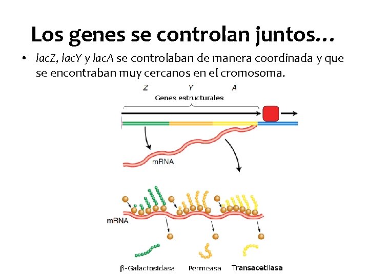 Los genes se controlan juntos… • lac. Z, lac. Y y lac. A se