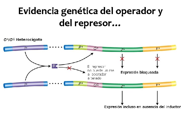 Evidencia genética del operador y del represor… 