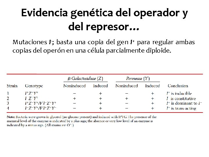 Evidencia genética del operador y del represor… Mutaciones I-; basta una copia del gen