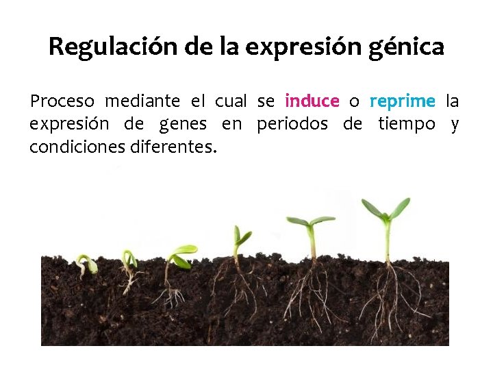 Regulación de la expresión génica Proceso mediante el cual se induce o reprime la