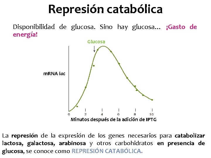 Represión catabólica Disponibilidad de glucosa. Sino hay glucosa… ¡Gasto de energía! Glucosa m. RNA