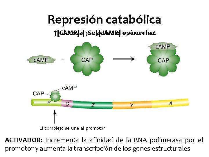 Represión catabólica ↑[Glucosa] ↑[c. AMP] y ¡Se → ↓[c. AMP] activa el yoperon viceversa.