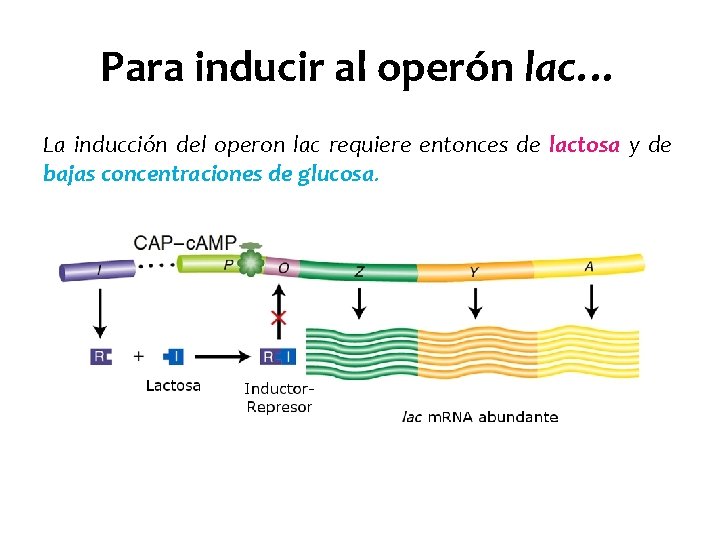 Para inducir al operón lac… La inducción del operon lac requiere entonces de lactosa