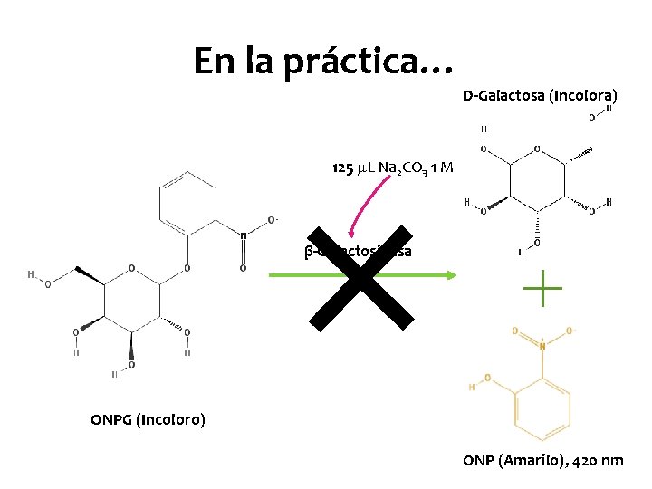 En la práctica… D-Galactosa (Incolora) 125 L Na 2 CO 3 1 M β-Galactosidasa