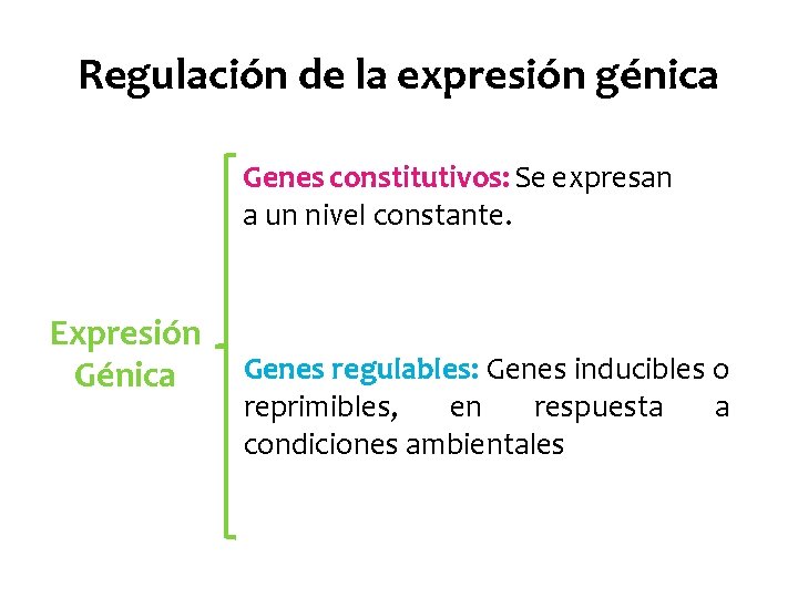 Regulación de la expresión génica Genes constitutivos: Se expresan a un nivel constante. Expresión