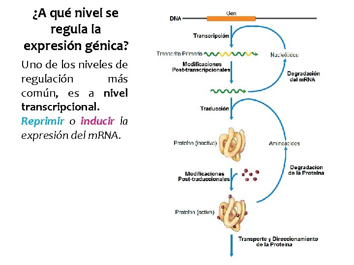 ¿A qué nivel se regula la expresión génica? Uno de los niveles de regulación