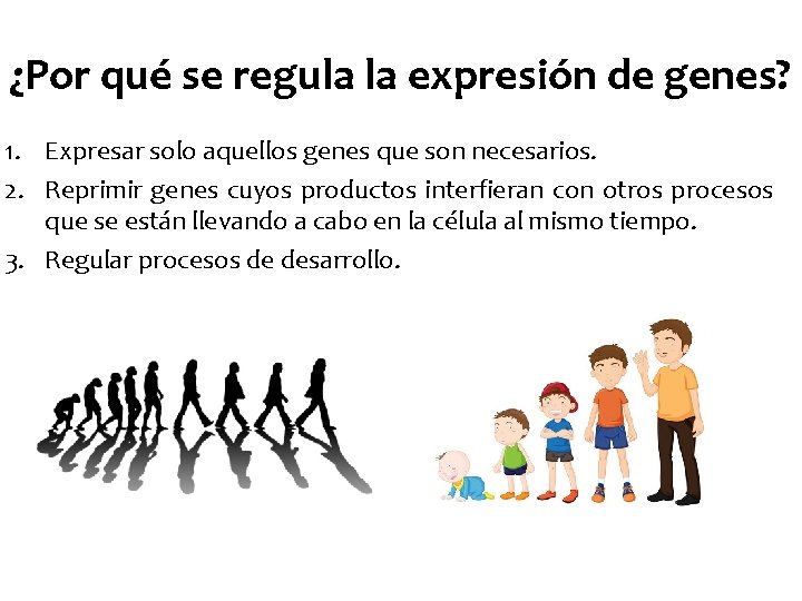 ¿Por qué se regula la expresión de genes? 1. Expresar solo aquellos genes que