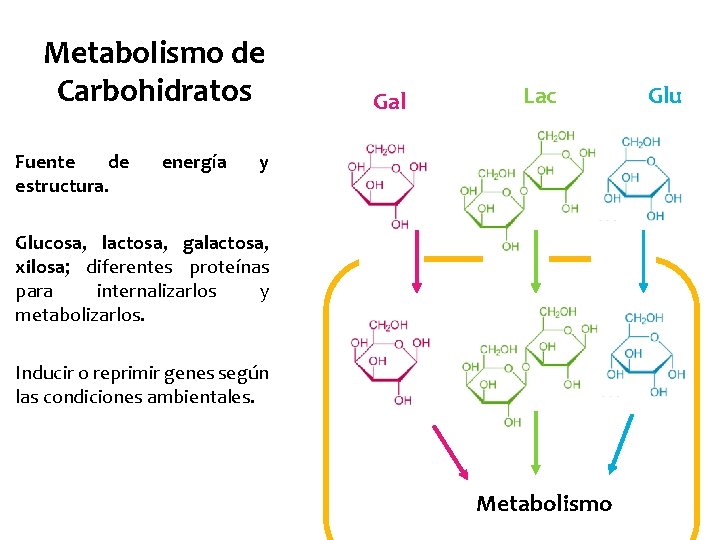 Metabolismo de Carbohidratos • Fuente de estructura. energía Gal Lac y • Glucosa, lactosa,