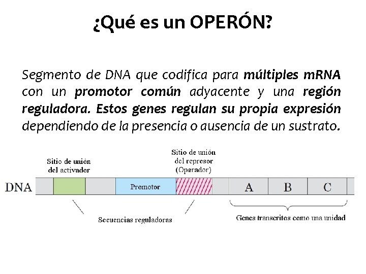 ¿Qué es un OPERÓN? Segmento de DNA que codifica para múltiples m. RNA con