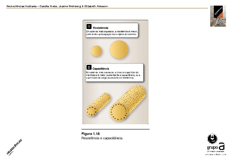 Neurociências ilustrada – Claudia Krebs, Joanne Weinberg & Elizabeth Akesson Neurociências ilustrada – Claudia Krebs, Joanne Weinberg & Elizabeth Akesson