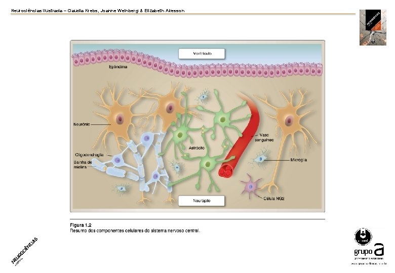 Neurociências ilustrada – Claudia Krebs, Joanne Weinberg & Elizabeth Akesson 