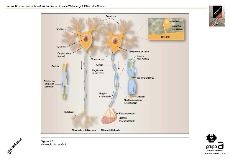 Neurociências ilustrada – Claudia Krebs, Joanne Weinberg & Elizabeth Akesson 