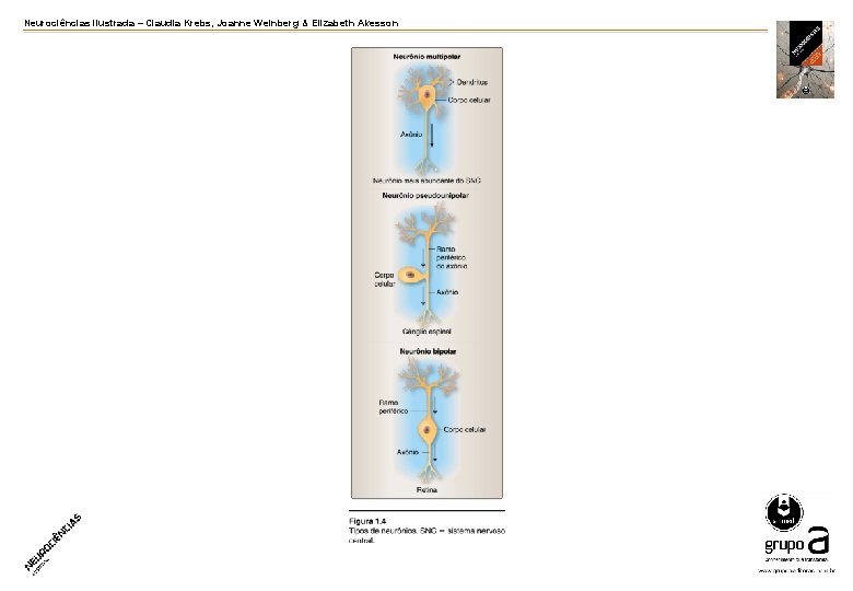 Neurociências ilustrada – Claudia Krebs, Joanne Weinberg & Elizabeth Akesson 