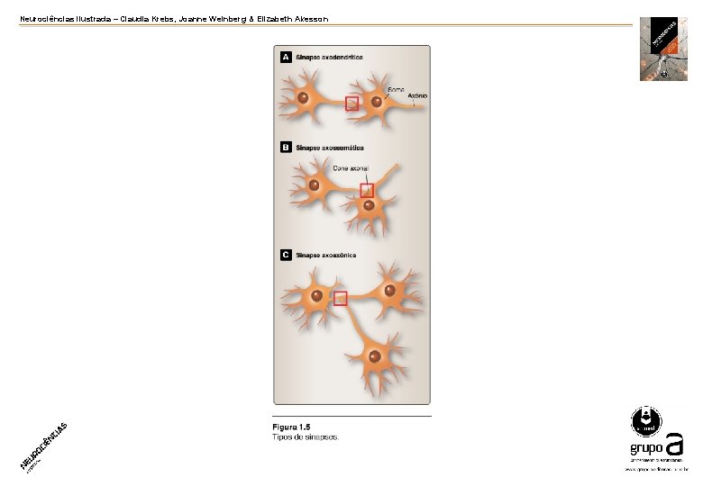 Neurociências ilustrada – Claudia Krebs, Joanne Weinberg & Elizabeth Akesson Neurociências ilustrada – Claudia Krebs, Joanne Weinberg & Elizabeth Akesson