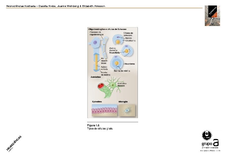 Neurociências ilustrada – Claudia Krebs, Joanne Weinberg & Elizabeth Akesson 