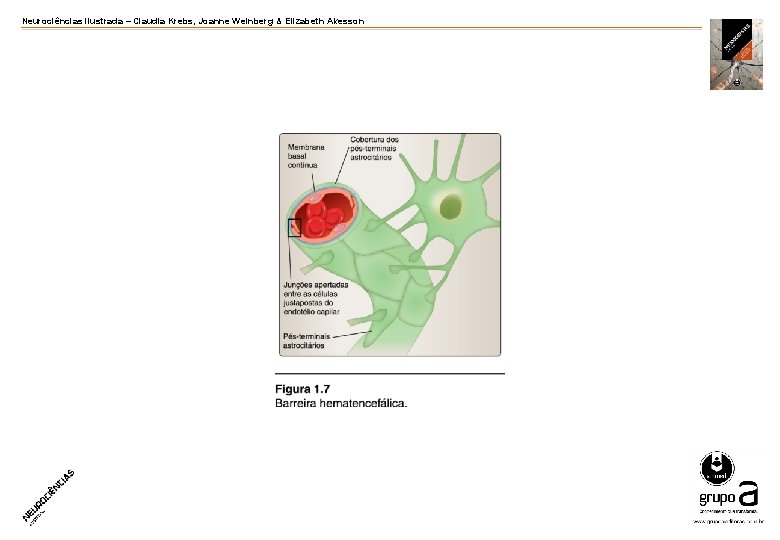 Neurociências ilustrada – Claudia Krebs, Joanne Weinberg & Elizabeth Akesson 