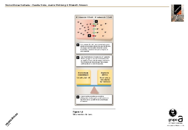 Neurociências ilustrada – Claudia Krebs, Joanne Weinberg & Elizabeth Akesson 