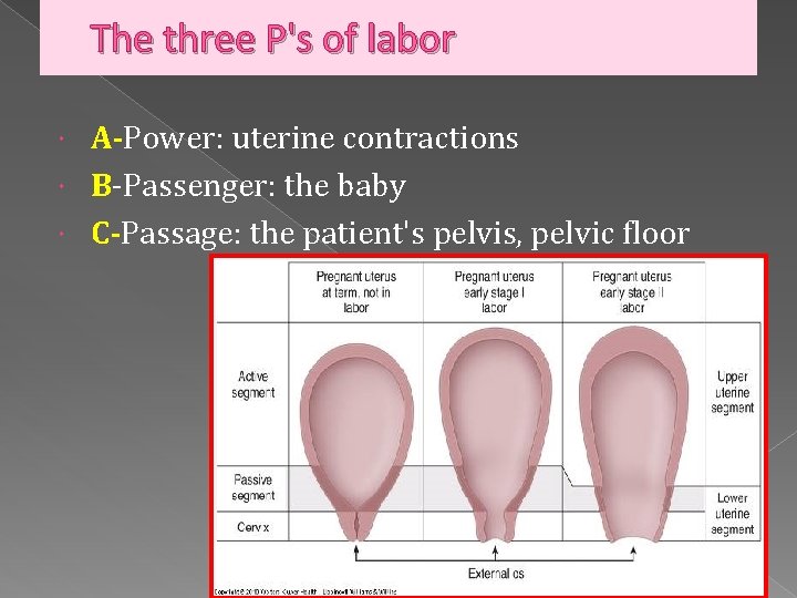 The three P's of labor A-Power: uterine contractions B-Passenger: the baby C-Passage: the patient's