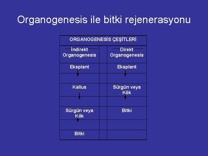 Organogenesis ile bitki rejenerasyonu ORGANOGENESİS ÇEŞİTLERİ İndirekt Organogenesis Direkt Organogenesis Eksplant Kallus Sürgün veya