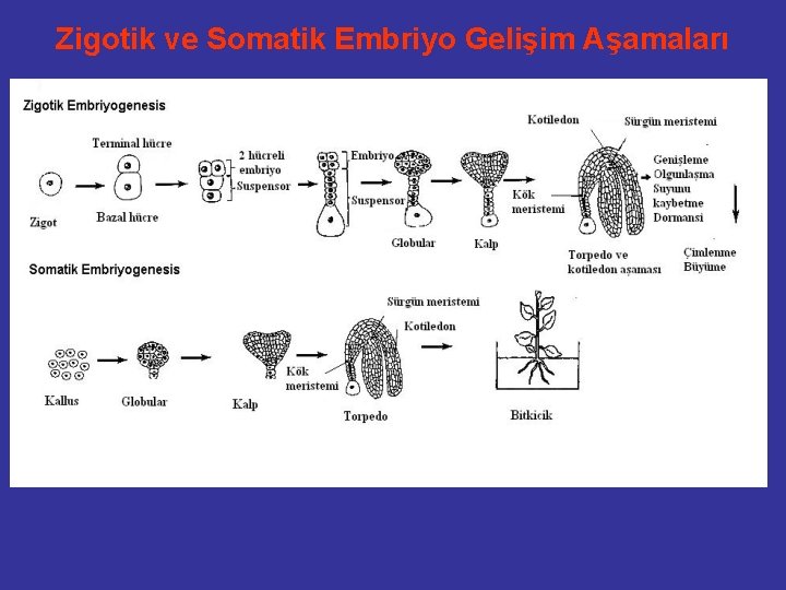 Zigotik ve Somatik Embriyo Gelişim Aşamaları 