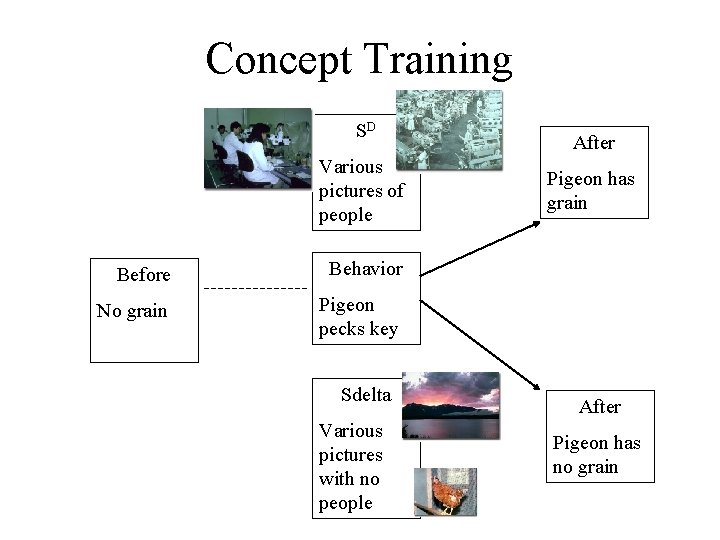 Concept Training SD Various pictures of people Before Behavior No grain Pigeon pecks key Concept Training SD Various pictures of people Before Behavior No grain Pigeon pecks key