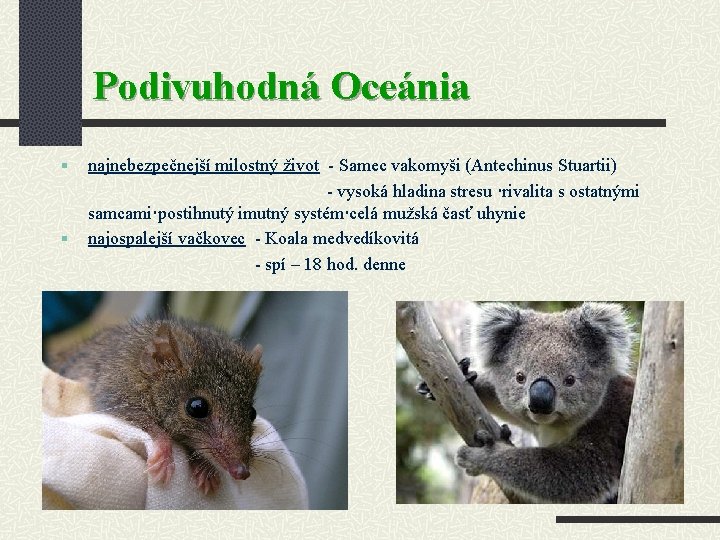 Podivuhodná Oceánia § § najnebezpečnejší milostný život - Samec vakomyši (Antechinus Stuartii) - vysoká