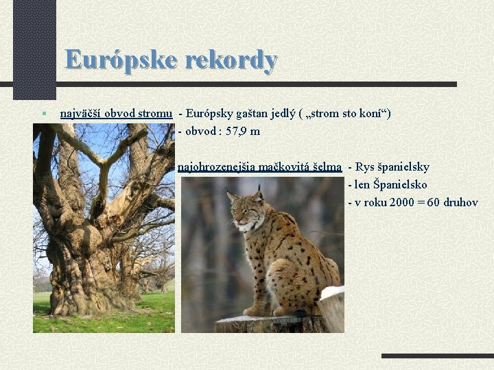 Európske rekordy § najväčší obvod stromu - Európsky gaštan jedlý ( „strom sto koní“)