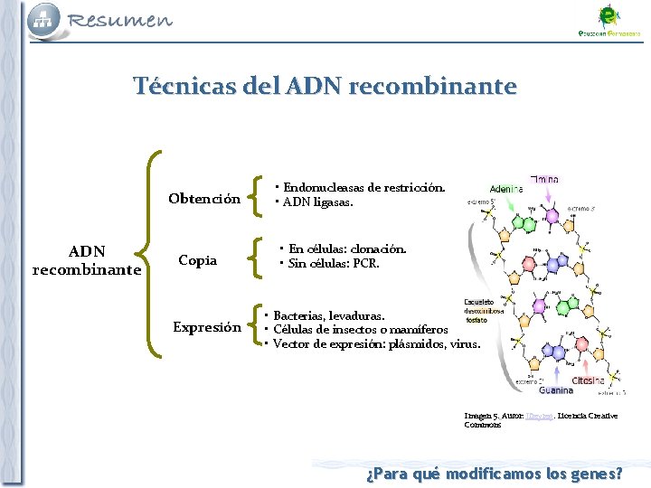 Técnicas del ADN recombinante Obtención ADN recombinante Copia Expresión • Endonucleasas de restricción. •