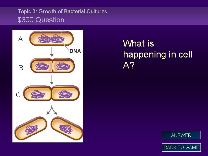 Topic 3: Growth of Bacterial Cultures $300 Question A B What is happening in