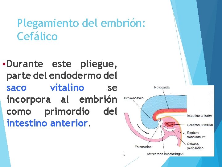 Plegamiento del embrión: Cefálico § Durante este pliegue, parte del endodermo del saco vitalino