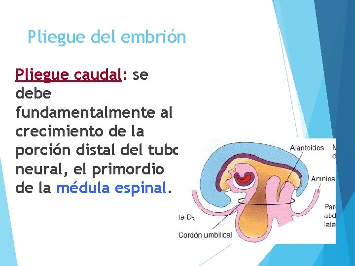 Pliegue del embrión Pliegue caudal: se debe fundamentalmente al crecimiento de la porción distal