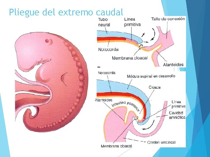 Pliegue del extremo caudal 