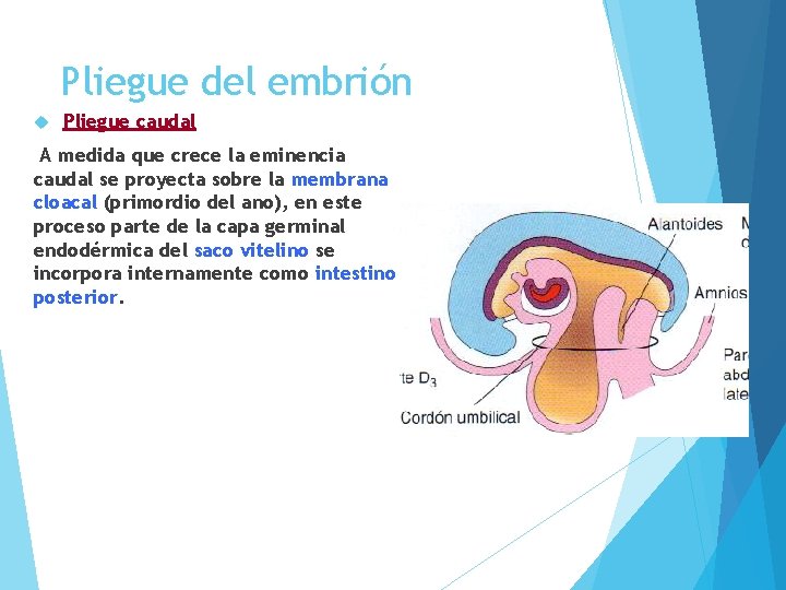 Pliegue del embrión Pliegue caudal A medida que crece la eminencia caudal se proyecta