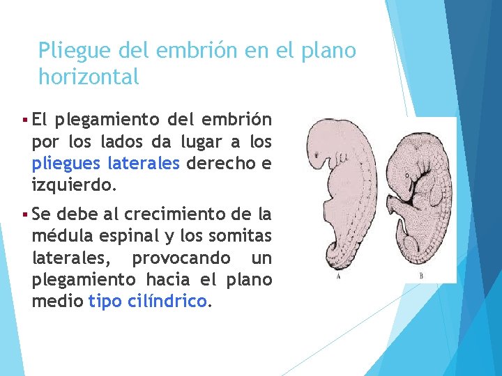 Pliegue del embrión en el plano horizontal § El plegamiento del embrión por los