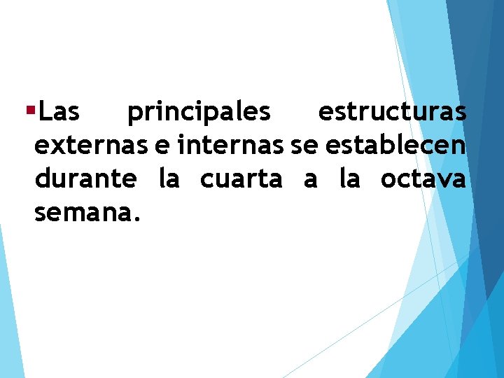 §Las principales estructuras externas e internas se establecen durante la cuarta a la octava