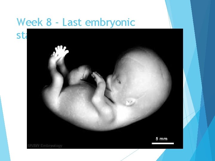 Week 8 - Last embryonic stage 23 