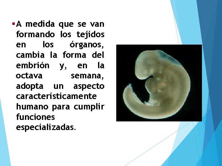 §A medida que se van formando los tejidos en los órganos, cambia la forma