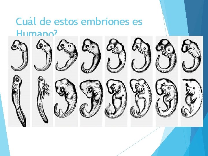 Cuál de estos embriones es Humano? 