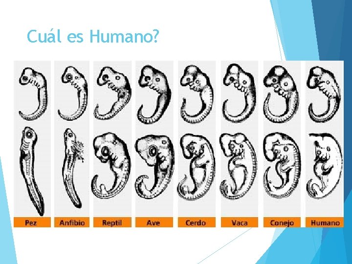 Cuál es Humano? 