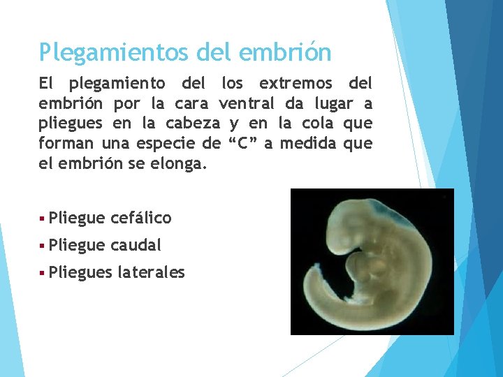 Plegamientos del embrión El plegamiento del los extremos del embrión por la cara ventral