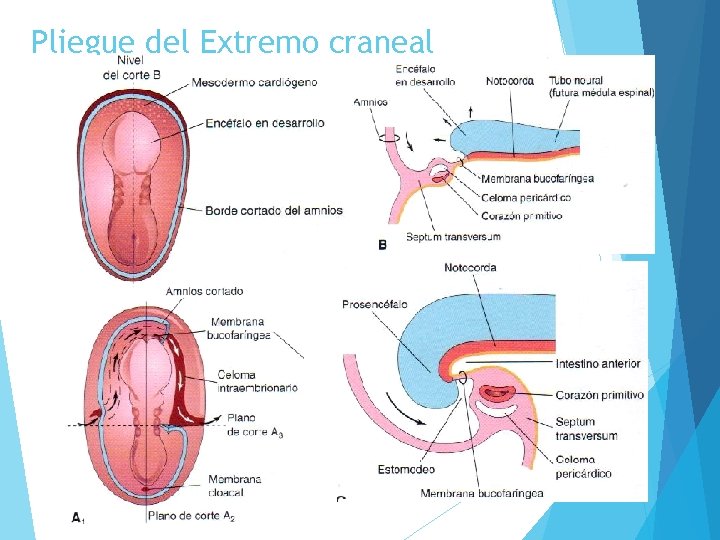 Pliegue del Extremo craneal 