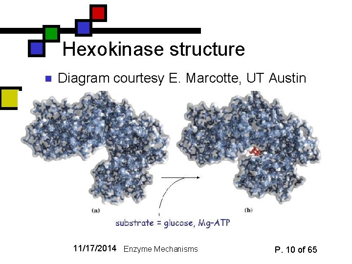 Hexokinase structure n Diagram courtesy E. Marcotte, UT Austin 11/17/2014 Enzyme Mechanisms P. 10