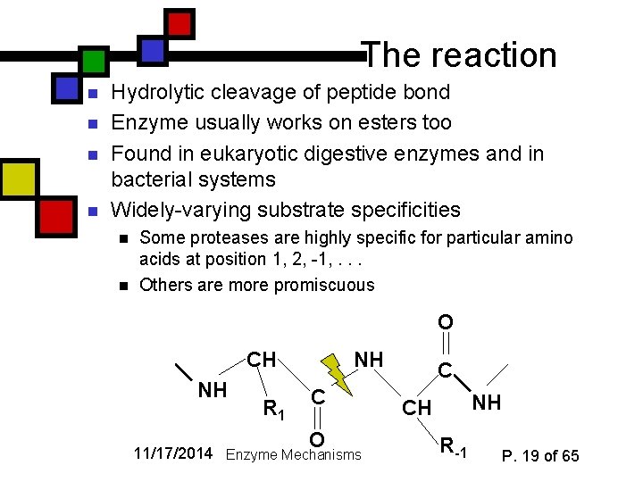 The reaction n n Hydrolytic cleavage of peptide bond Enzyme usually works on esters