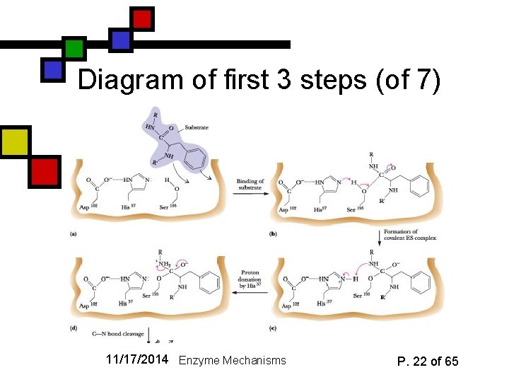 Diagram of first 3 steps (of 7) 11/17/2014 Enzyme Mechanisms P. 22 of 65