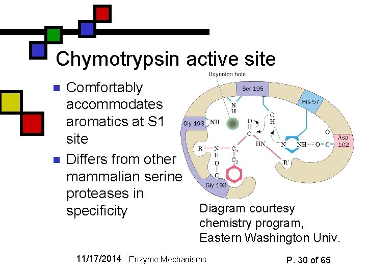 Chymotrypsin active site n n Comfortably accommodates aromatics at S 1 site Differs from