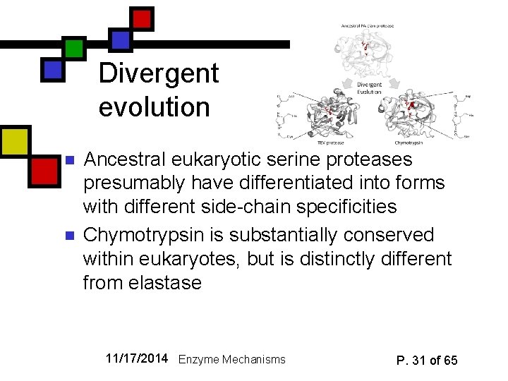 Divergent evolution n n Ancestral eukaryotic serine proteases presumably have differentiated into forms with