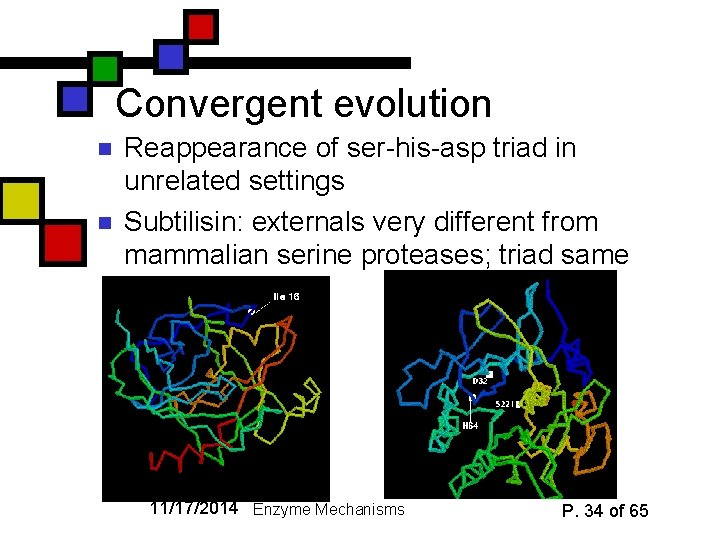 Convergent evolution n n Reappearance of ser-his-asp triad in unrelated settings Subtilisin: externals very