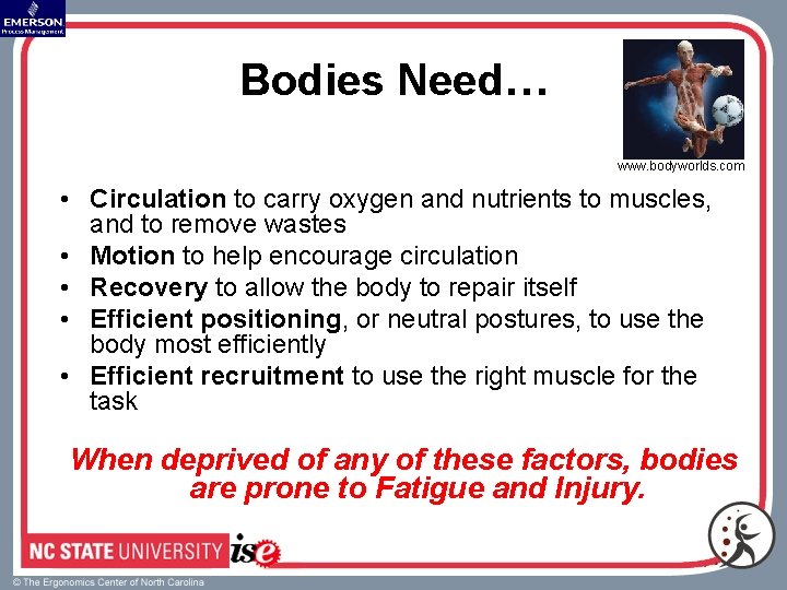 Bodies Need… www. bodyworlds. com • Circulation to carry oxygen and nutrients to muscles,