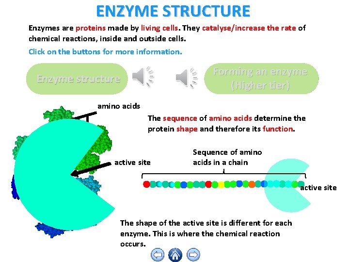 ENZYME STRUCTURE Enzymes are proteins made by living cells. They catalyse/increase the rate of