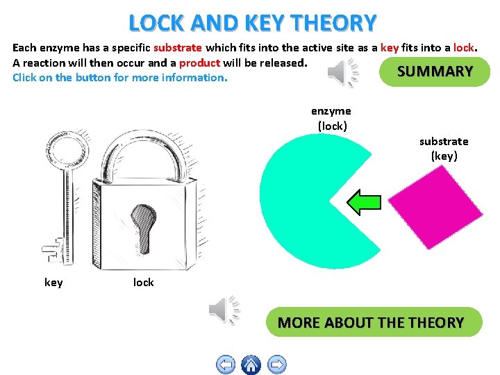 LOCK AND KEY THEORY Each enzyme has a specific substrate which fits into the